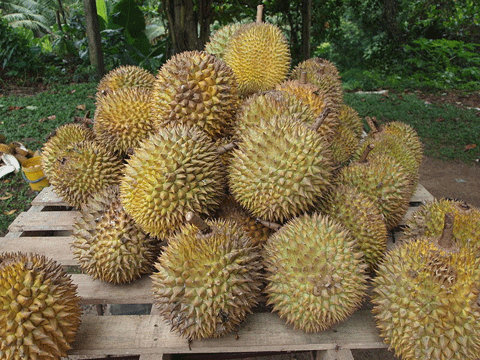 durian1.gif